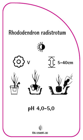 Rhododendron radistrotum