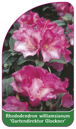 Rhododendron williamsianum 'Gartendirektor Glockner'
