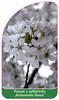 Prunus x subhirtella 'Autumnalis Rosea'