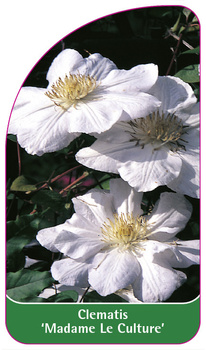 Clematis 'Madame Le Culture'
