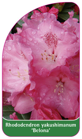 Rhododendron yakushimanum 'Belona'