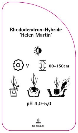 Rhododendron-Hybride 'Helen Martin'