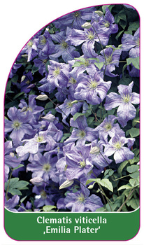 Clematis viticella 'Emilia Plater'