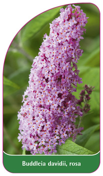 Buddleia davidii, rosa