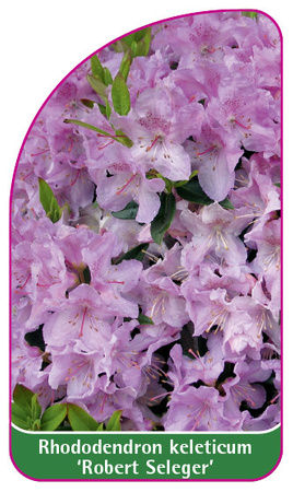 Rhododendron keleticum 'Robert Seleger'