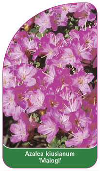 Azalea kiusianum 'Maiogi'