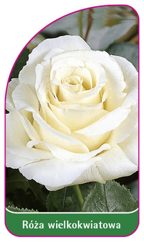 Róza wielkokwiatowa Nr. 221 B