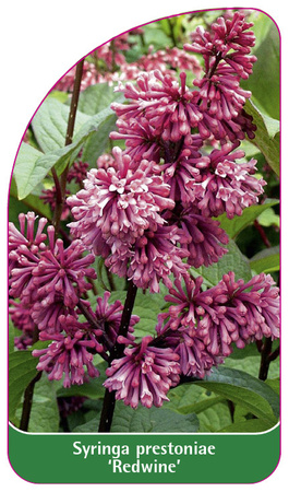Syringa prestoniae 'Redwine'