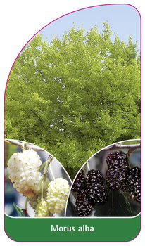 Morus alba