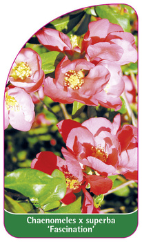 Chaenomeles x superba 'Fascination'