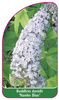 Buddleia davidii 'Nanho Blue'