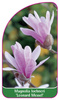 Magnolia loebneri 'Leonard Messel'
