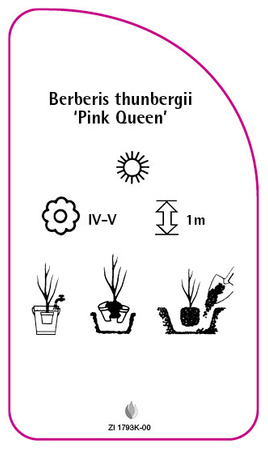 Berberis thunbergii 'Pink Queen'