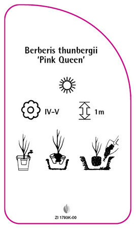 Berberis thunbergii 'Regina roz'