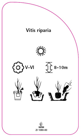 Vitis riparia