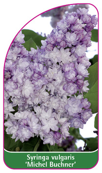 Syringa vulgaris 'Michel Buchner'
