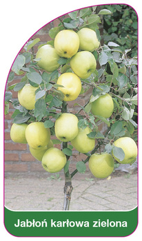 Jabłoń karłowa zielona
