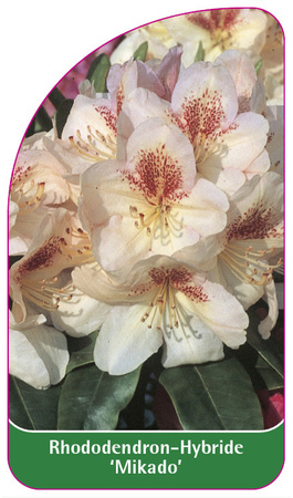 Rhododendron-Hybride 'Mikado'