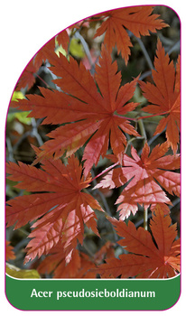 Acer pseudosieboldianum