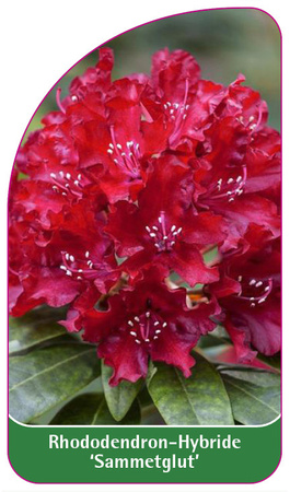 Rhododendron-Hybride 'Sammetglut'