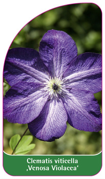 Clematis viticella 'Venosa Violacea'