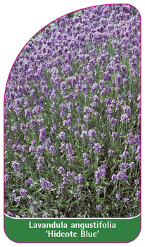 Lavandula angustifolia 'Hidcote Blue'