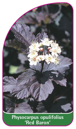 Physocarpus opulifolius 'Red Baron'