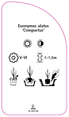 Euonymus alatus 'Compactus'