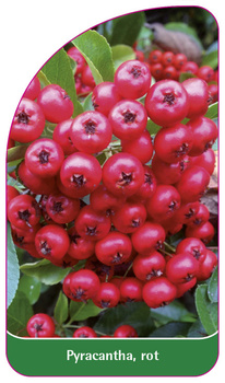 Pyracantha, rot