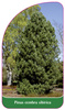 Pinus cembra sibirica