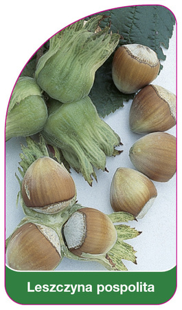 Leszczyna pospolita