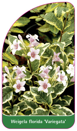 Weigela florida 'Variegata'