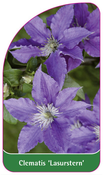 Clematis 'Lasurstern'