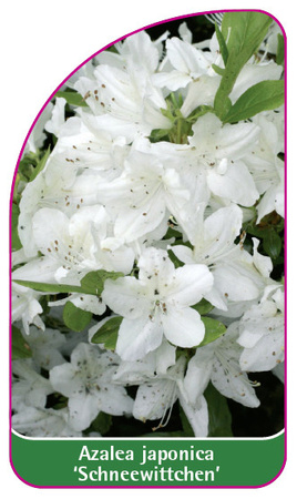 Azalea japonica 'Schneewittchen'