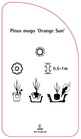 Pinus mugo 'Orange Sun'