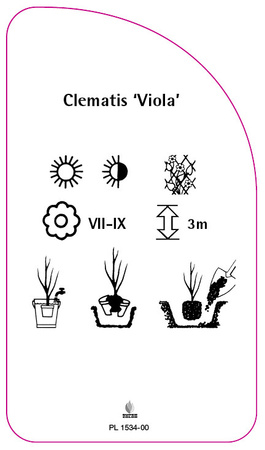 Clematis 'Viola'