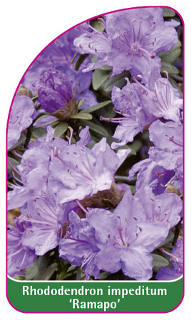 Rhododendron impeditum 'Ramapo'