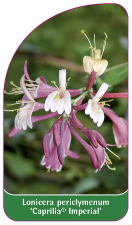 Lonicera periclymenum 'Caprilia Imperial'