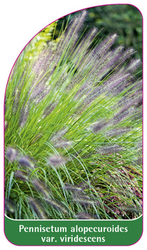 Pennisetum alopecuroides var. viridescens