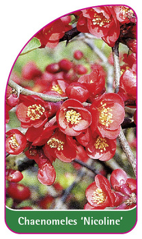 Chaneomeles 'Nicoline'