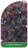 Leucothoe 'Little Fire'