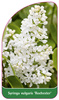 Syringa vulgaris 'Rochester'