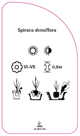 Spiraea densiflora