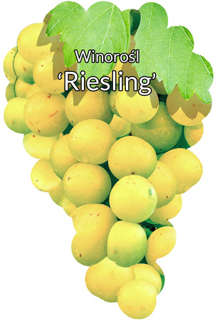 Winorośl Riesling