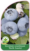 Vaccinium corymbosum 'North Country'