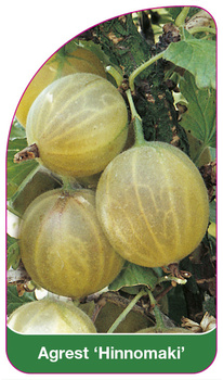 Agrest 'Hinnomaki'