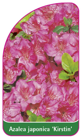 Azalea japonica 'Kirstin'