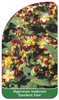 Hypericum inodorum 'Excellent Flair'