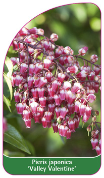 Pieris japonica 'Valley Valentine'