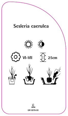 Sesleria caerulea